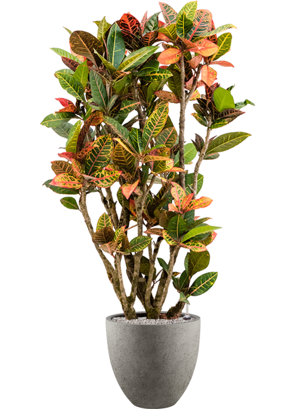 Croton (Codiaeum) variegatum 'Petra' en Grigio, Luca Lifestyle