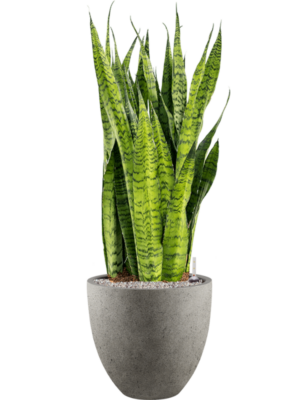 Sansevieria zeylanica en Grigio