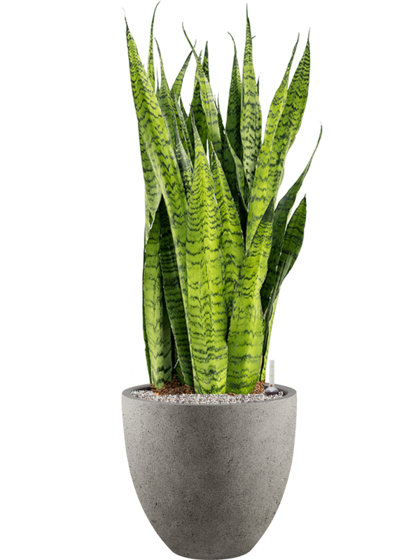 Sansevieria zeylanica en Grigio, Luca Lifestyle