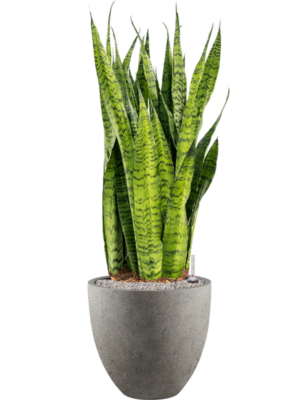 Sansevieria zeylanica en Grigio