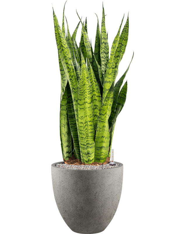Sansevieria zeylanica en Grigio, Luca Lifestyle