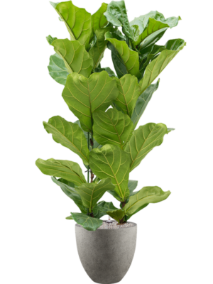 Ficus lyrata en Grigio