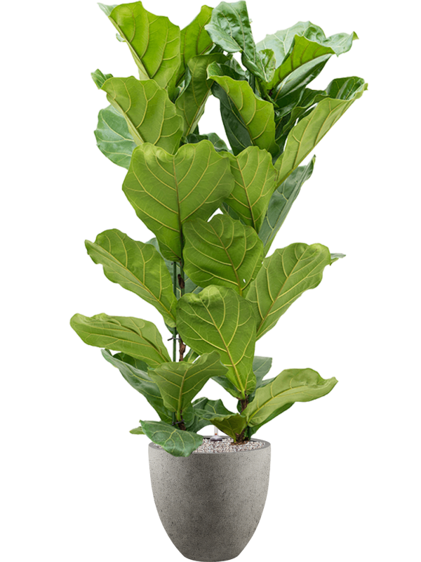 Ficus lyrata en Grigio, Luca Lifestyle