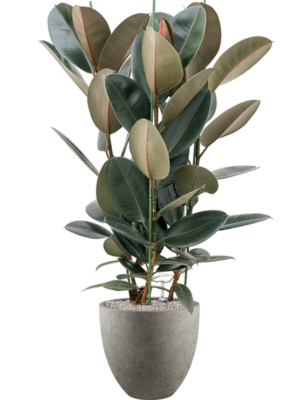 Ficus elastica 'Abidjan' en Grigio