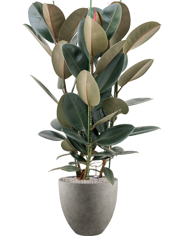 Ficus elastica 'Abidjan' en Grigio, Luca Lifestyle