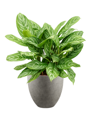 Aglaonema 'Stripes' en Grigio