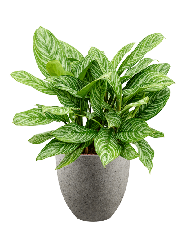 Aglaonema 'Stripes' en Grigio, Luca Lifestyle