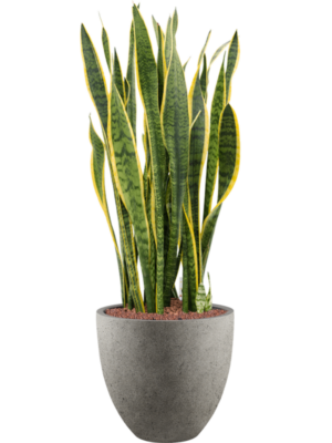 Sansevieria trifasciata 'Laurentii' en Grigio