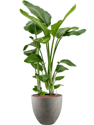 Strelitzia nicolai en Grigio
