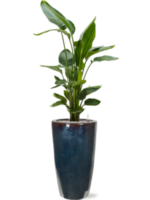 Strelitzia nicolai en Plain
