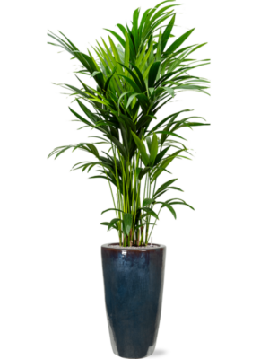 Kentia (Howea) forsteriana en Plain
