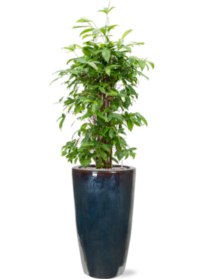 Dracaena surculosa en Plain
