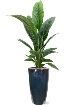 Spathiphyllum 'Sensation' en Plain