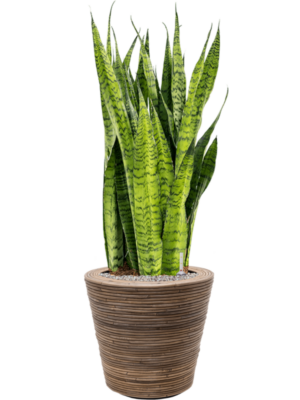 Sansevieria zeylanica en Drypot Rattan Stripe