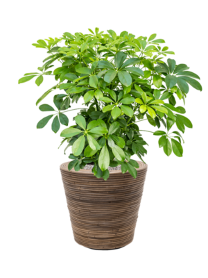 Schefflera arboricola 'Compacta' en Drypot Rattan Stripe