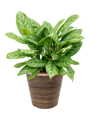 Aglaonema 'Stripes' en Drypot Rattan Stripe