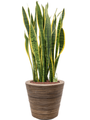 Sansevieria trifasciata 'Laurentii' en Drypot Rattan Stripe