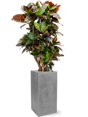 Croton (Codiaeum) variegatum 'Petra' en Fiberstone