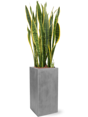 Sansevieria trifasciata 'Laurentii' en Fiberstone