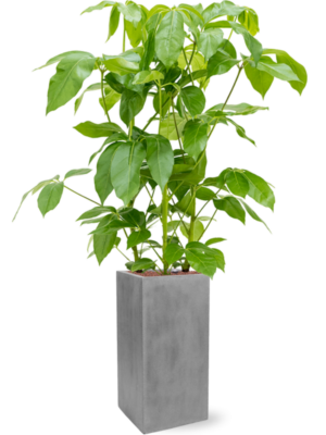 Schefflera actinophylla 'Amate' en Fiberstone