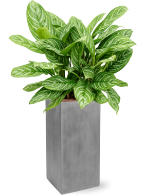 Aglaonema 'Stripes' en Fiberstone