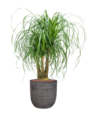 Beaucarnea recurvata en Capi Nature Rib NL