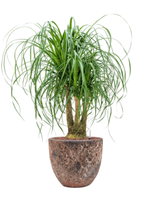 Beaucarnea recurvata en Baq Lava