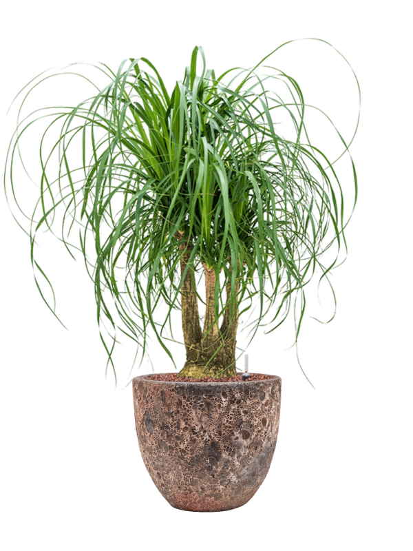 Beaucarnea recurvata en Baq Lava