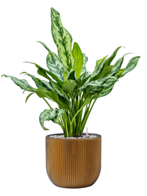 Aglaonema 'Miss Julliete' en Capi Nature Groove