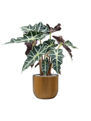 Alocasia 'Polly' en Capi Nature Groove