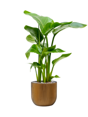 Strelitzia nicolai en Capi Nature Groove