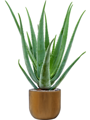 Aloe vera barbadensis en Capi Nature Groove