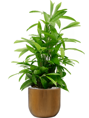 Dracaena surculosa en Capi Nature Groove