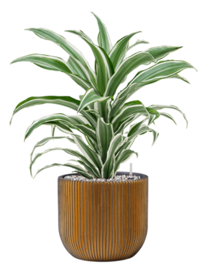 Dracaena fragrans 'White Jewel' en Capi Nature Groove