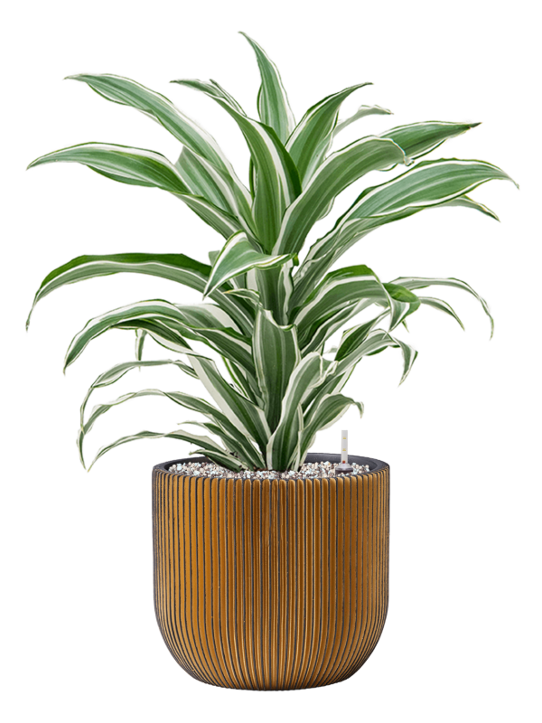 Dracaena fragrans 'White Jewel' en Capi Nature Groove