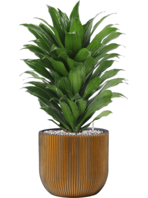 Dracaena fragrans 'Compacta' en Capi Nature Groove