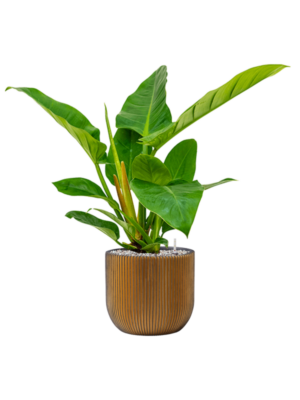 Philodendron `Imperial Green' en Capi Nature Groove