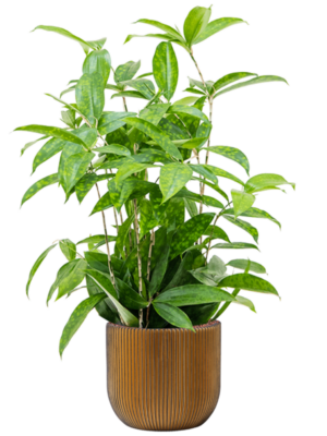 Dracaena surculosa en Capi Nature Groove