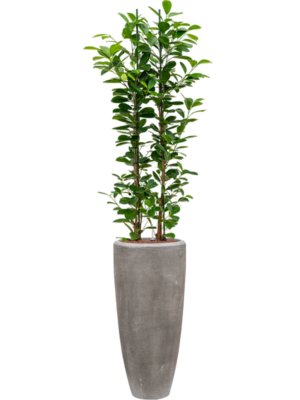 Ficus microcarpa 'Moclame' en Baq Polystone Plain