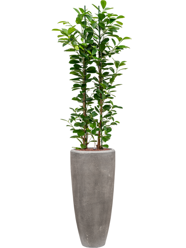 Ficus microcarpa 'Moclame' en Baq Polystone Plain