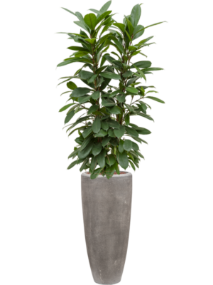 Ficus cyathistipula en Baq Polystone Plain