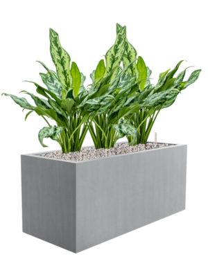Aglaonema 'Miss Julliete' en Argento