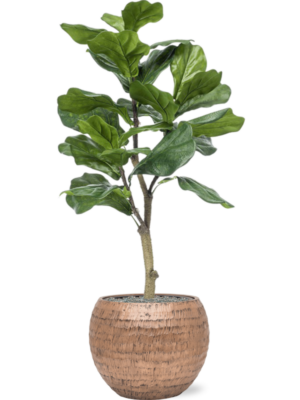 Ficus lyrata en Baq Opus Hammered