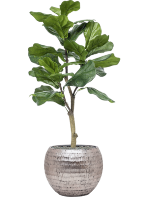 Ficus lyrata en Baq Opus Hammered