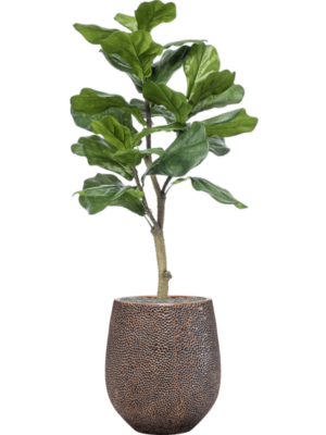 Ficus lyrata en Baq Opus Hit