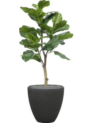 Ficus lyrata en Baq Polystone Plain