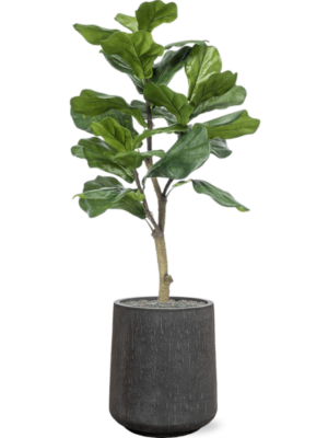 Ficus lyrata en Baq Raindrop