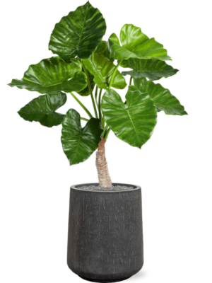 Alocasia calidora en Baq Raindrop