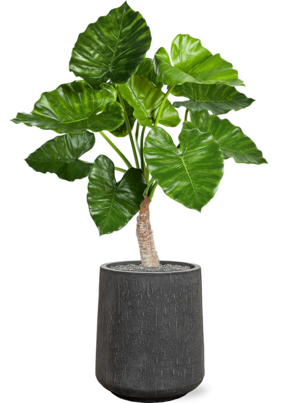 Alocasia calidora en Baq Raindrop