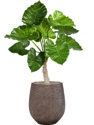 Alocasia calidora en Baq Opus Hit